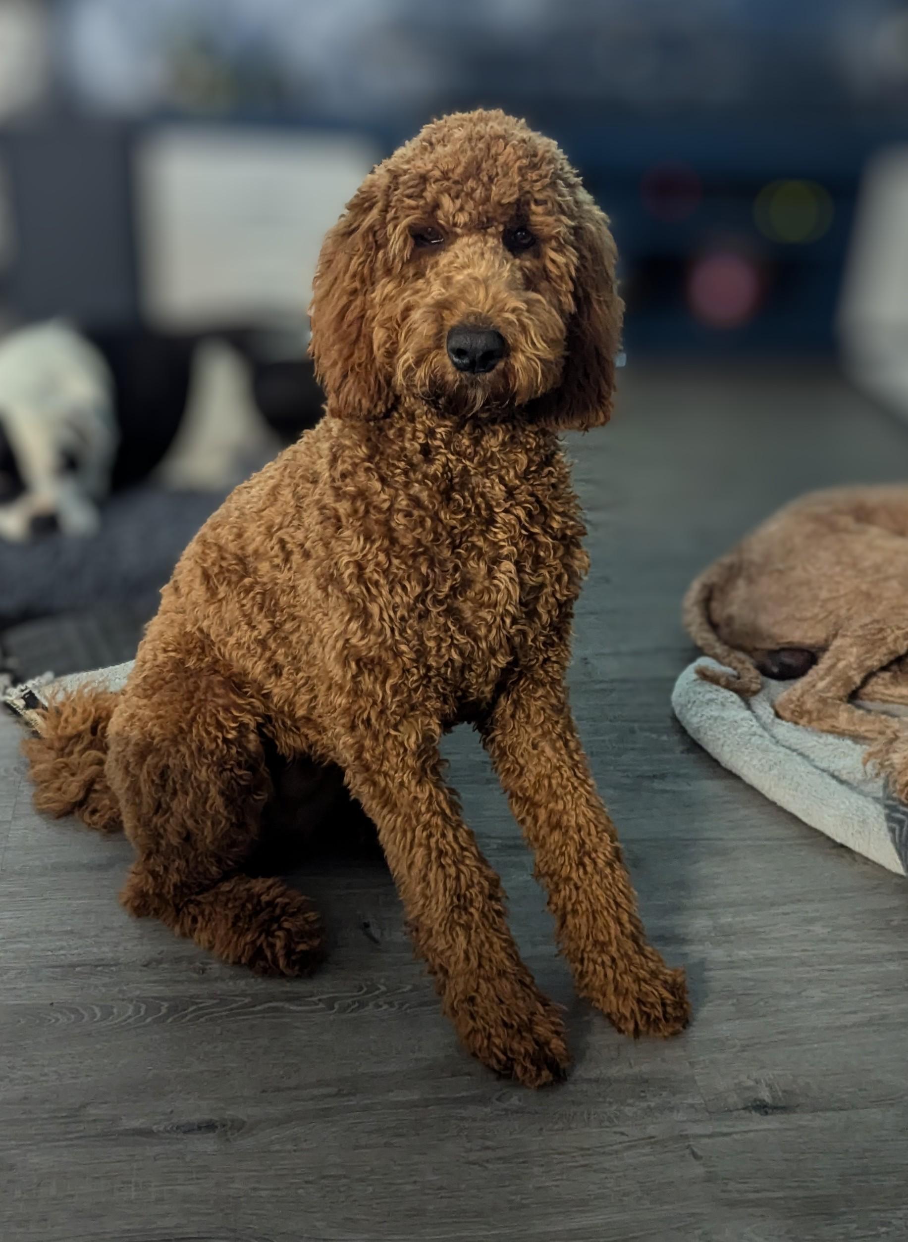 What is an Irish Doodle?